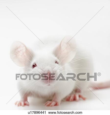 Stock Image - White mouse on white background, studio shot. Fotosearch