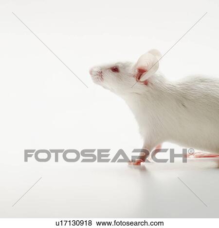 White mouse on white background, studio shot View Large Photo Image Stock Photo - White mouse on white background, studio shot. Fotosearch