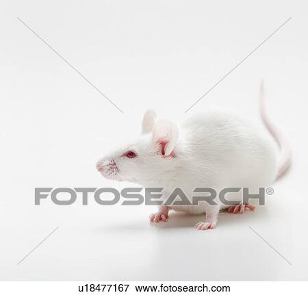 White mouse on white background, studio shot View Large Photo Image Stock Photo - White mouse on white background, studio shot. Fotosearch