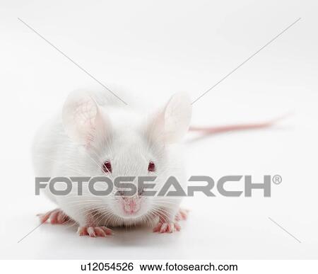 White mouse on white background, studio shot View Large Photo Image Stock Photograph - White mouse on white background, studio shot. Fotosearch