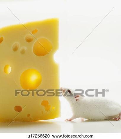 Stock Image - White mouse with cheese, studio shot. Fotosearch