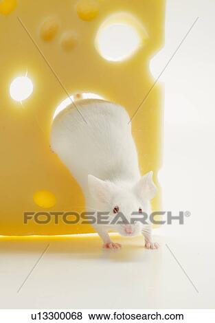 Stock Photo - White mouse with cheese, studio shot. Fotosearch