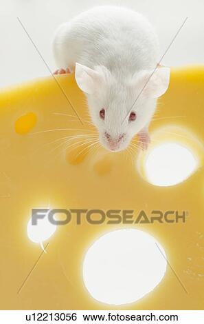 Stock Photograph - White mouse with cheese, studio shot. Fotosearch