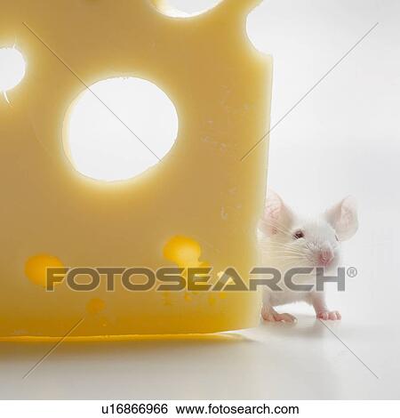 Stock Photograph - White mouse with cheese, studio shot. Fotosearch