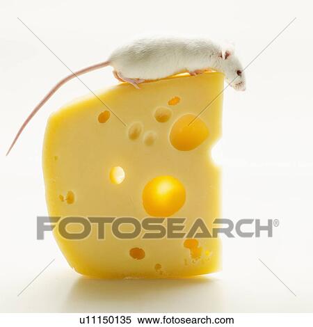 Stock Photography - White mouse with cheese, studio shot. Fotosearch