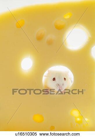 Stock Photography - White mouse with cheese, studio shot. Fotosearch