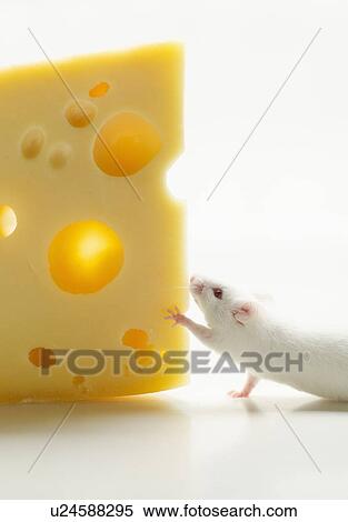 White mouse with cheese, studio shot View Large Photo Image Stock Photography - White mouse with cheese, studio shot. Fotosearch
