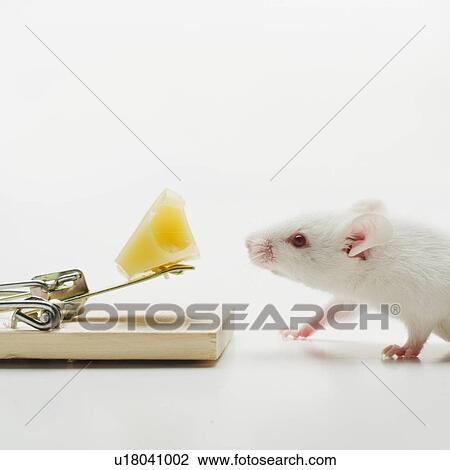 Stock Image - Write mouse near mousetrap, studio shot. Fotosearch