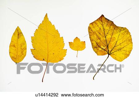Yellow autumn leaves, studio shot View Large Photo Image Stock Image - Yellow autumn leaves, studio shot. Fotosearch