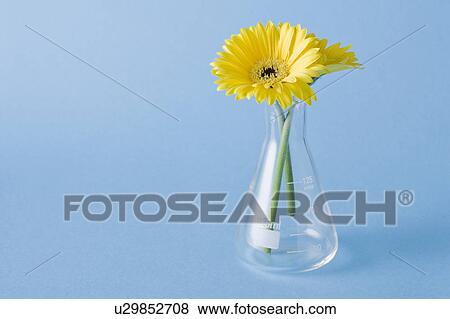 Yellow flowers in vase on blue background View Large Photo Image Stock Photo - Yellow flowers in vase on blue background. Fotosearch