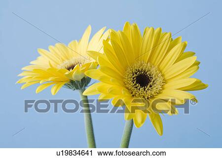 Stock Image - Yellow flowers on blue background. Fotosearch