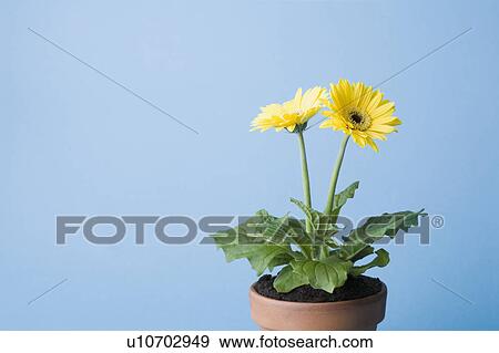 Yellow flowers on blue background View Large Photo Image Stock Photo - Yellow flowers on blue background. Fotosearch