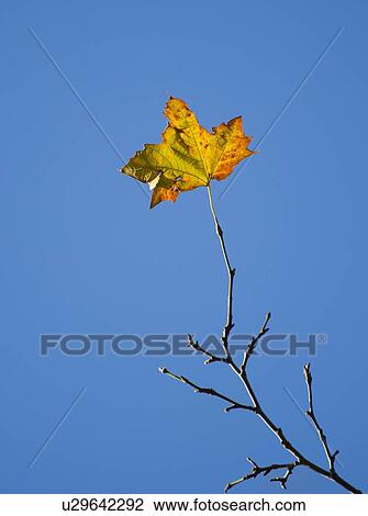 Autumn leaf against blue sky View Large Photo Image Stock Image - Autumn leaf against blue sky. Fotosearch