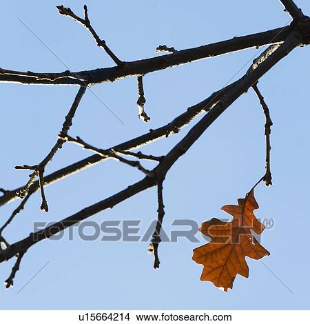 Autumn leaves against blue sky View Large Photo Image Picture - Autumn leaves against blue sky. Fotosearch