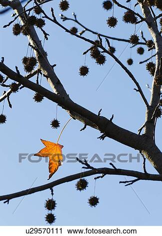 Stock Image - Autumn leaves against blue sky. Fotosearch