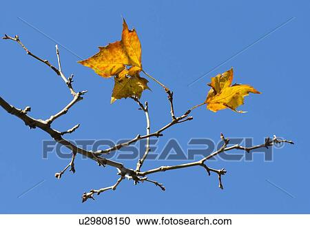 Stock Image - Autumn leaves against blue sky. Fotosearch