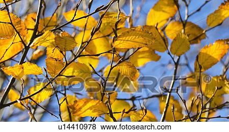 Autumn leaves against blue sky View Large Photo Image Stock Photo - Autumn leaves against blue sky. Fotosearch