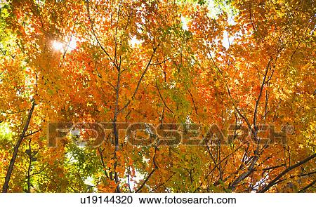 Autumn leaves View Large Photo Image Stock Image - Autumn leaves. Fotosearch