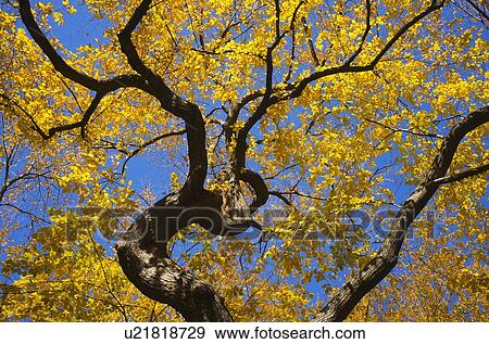 Autumn leaves View Large Photo Image Stock Photo - Autumn leaves. Fotosearch
