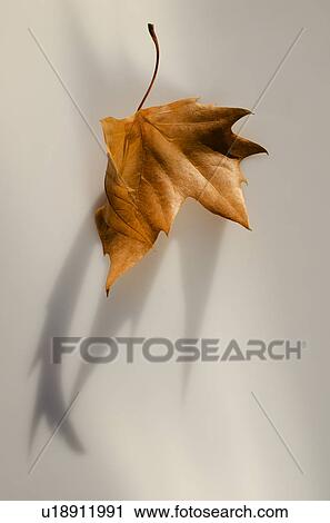 Brown autumn leaf View Large Photo Image Stock Image - Brown autumn leaf. Fotosearch