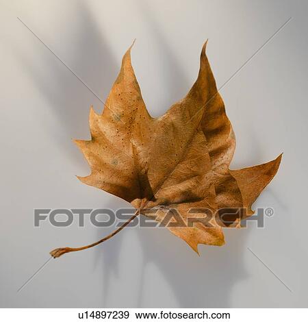 Stock Photo - Brown autumn leaf. Fotosearch