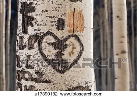 Close-up of aspen tree trunk with carved heart View Large Photo Image Stock Image - Close-up of aspen tree trunk with carved heart. Fotosearch