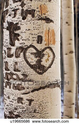 Close-up of aspen tree trunk with carved heart View Large Photo Image Stock Photograph - Close-up of aspen tree trunk with carved heart. Fotosearch