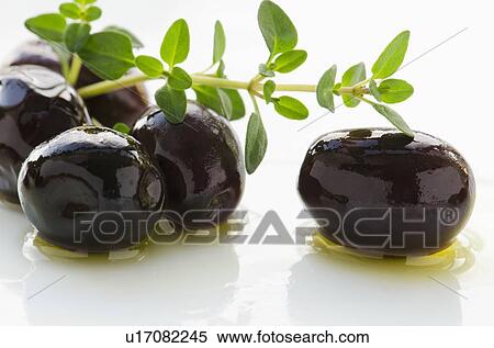 Close-up of black olives with fresh thyme, studio shot View Large Photo Image Stock Photography - Close-up of black olives with fresh thyme, studio shot. Fotosearch