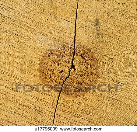 Close-up of cracked wood View Large Photo Image Stock Photo - Close-up of cracked wood. Fotosearch