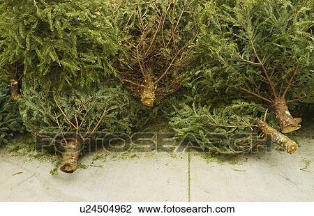 Stock Image - Close up of cut Christmas trees lying on pavement. Fotosearch