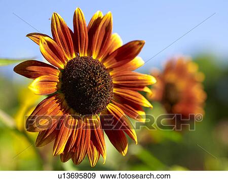 Stock Photo - Close-up of flower. Fotosearch