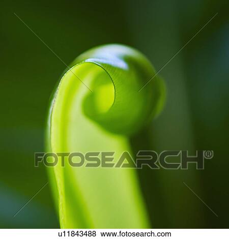 Stock Photo - Close-up of grass blade. Fotosearch