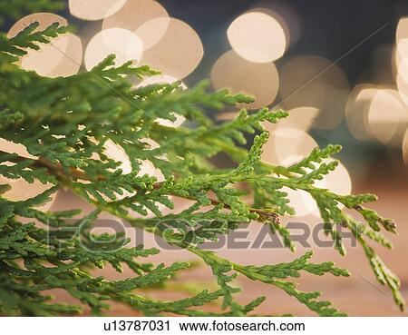 Stock Image - Close-up of green branch. Fotosearch