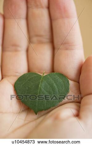 Stock Image - Close up of man's hand holding green leaf in shape of heart, studio shot. Fotosearch