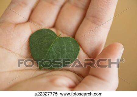 Close up of man's hand holding green leaf in shape of heart, studio shot View Large Photo Image Stock Photography - Close up of man's hand holding green leaf in shape of heart, studio shot. Fotosearch