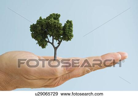 Close up of man's hand holding small tree, studio shot View Large Photo Image Stock Photo - Close up of man's hand holding small tree, studio shot. Fotosearch