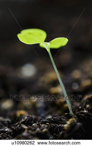 Stock Image - Close-up of seedling. Fotosearch