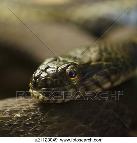 Close-up of snake View Large Photo Image Stock Photo - Close-up of snake. Fotosearch