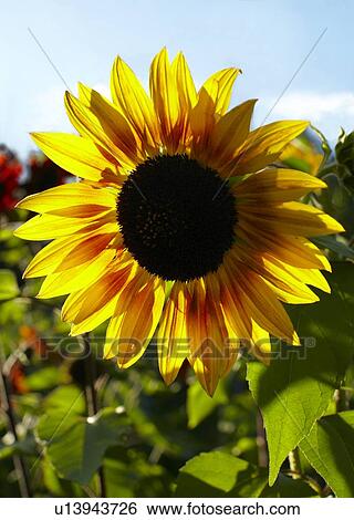Close-up of sunflower View Large Photo Image Stock Photograph - Close-up of sunflower. Fotosearch