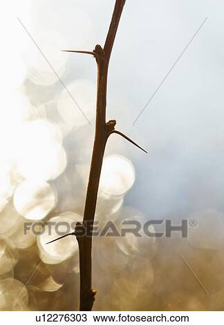 Close-up of twig with thorns View Large Photo Image Stock Image - Close-up of twig with thorns. Fotosearch