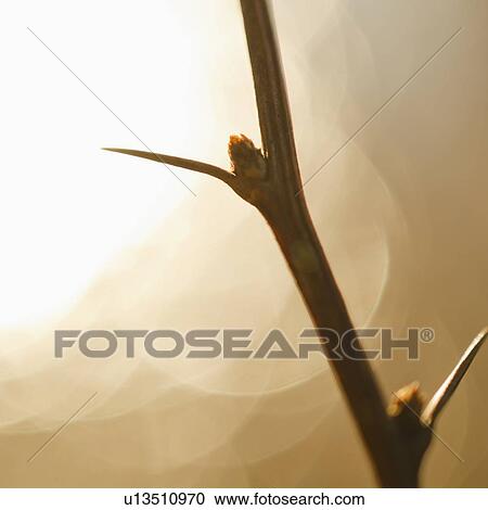Stock Image - Close-up of twig with thorns. Fotosearch
