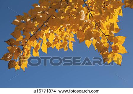 Close-up of yellow leaves against blue sky View Large Photo Image Picture - Close-up of yellow leaves against blue sky. Fotosearch