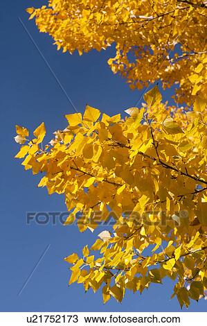 Close-up of yellow leaves against blue sky View Large Photo Image Stock Image - Close-up of yellow leaves against blue sky. Fotosearch