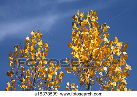 Stock Photo - Close-up of yellow leaves against blue sky. Fotosearch