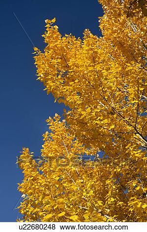 Close-up of yellow leaves against blue sky View Large Photo Image Stock Photo - Close-up of yellow leaves against blue sky. Fotosearch