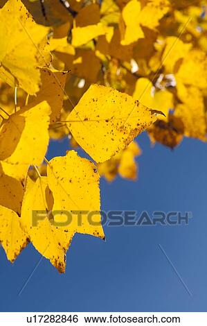 Stock Photograph - Close-up of yellow leaves against blue sky. Fotosearch