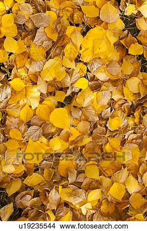 Close-up of yellow leaves View Large Photo Image Picture - Close-up of yellow leaves. Fotosearch