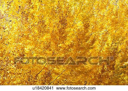 Stock Image - Close-up of yellow tree. Fotosearch