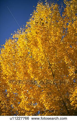 Stock Photograph - Close-up of yellow trees against blue sky. Fotosearch