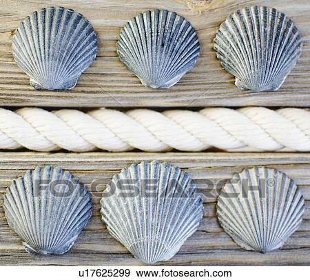 Stock Photo - Collection of seashells. Fotosearch